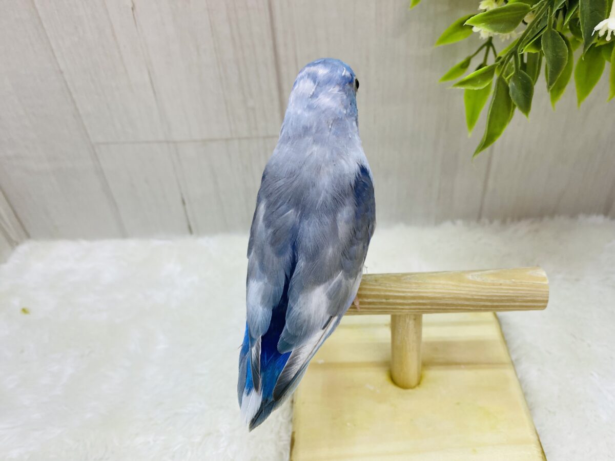 マメルリハ