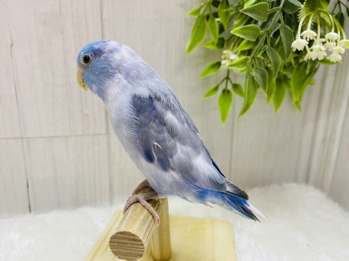 マメルリハ