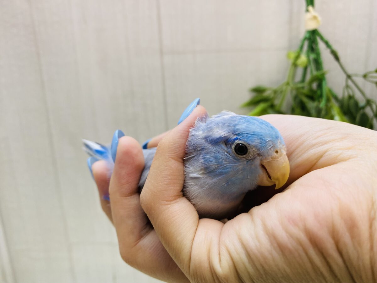 マメルリハ
