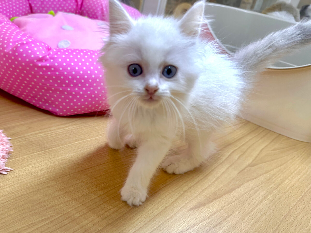 超レア꒰ ୨୧ ꒱ネヴァマスカレード男の子 ネヴァマスカレード