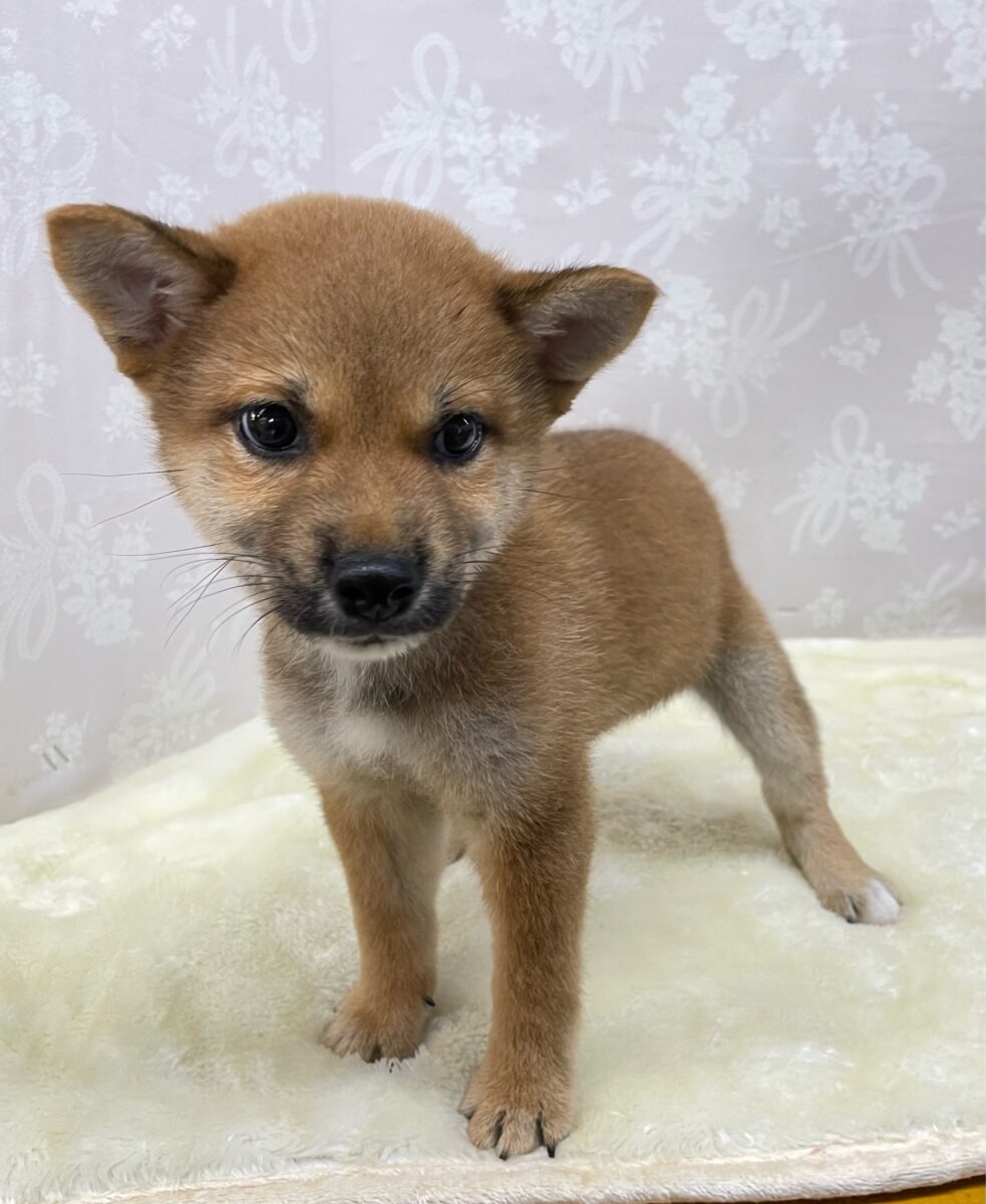 💚しっぽフリフリ💚柴犬(赤)💖女の子💖2026年5月16日生まれ 柴犬