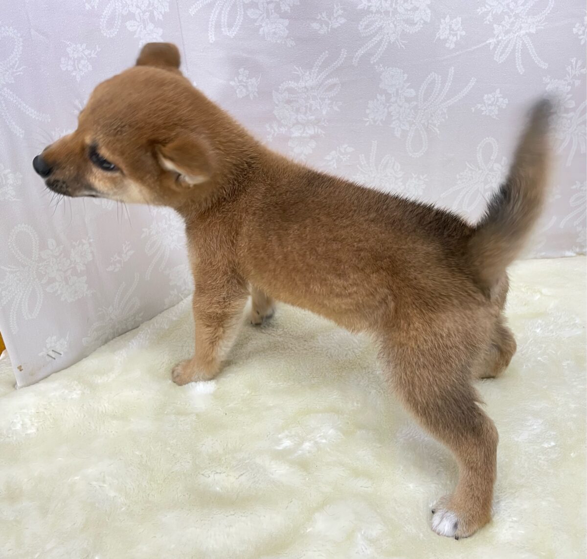 💚しっぽフリフリ💚柴犬(赤)💖女の子💖2026年5月16日生まれ 柴犬