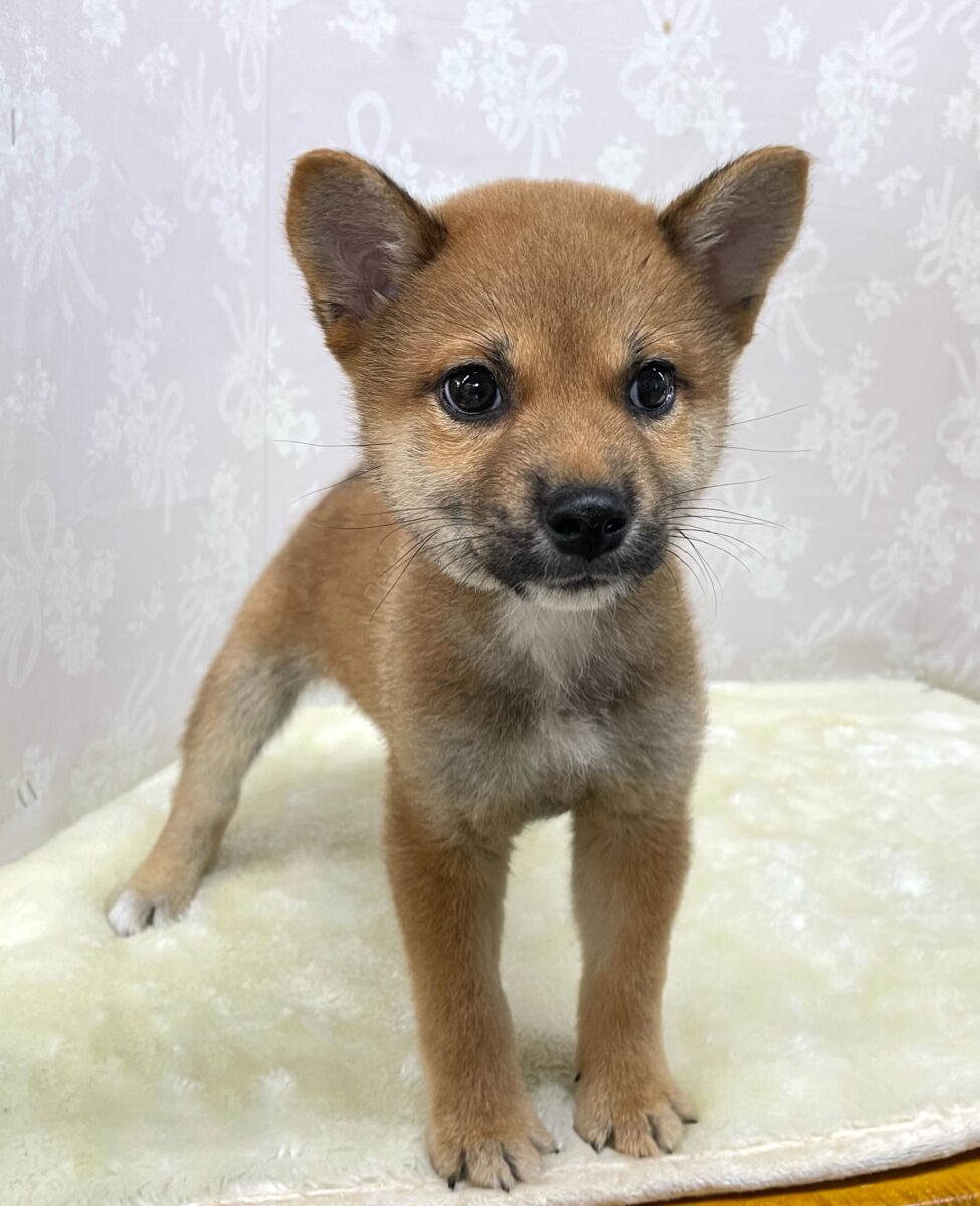 💚しっぽフリフリ💚柴犬(赤)💖女の子💖2026年5月16日生まれ 柴犬