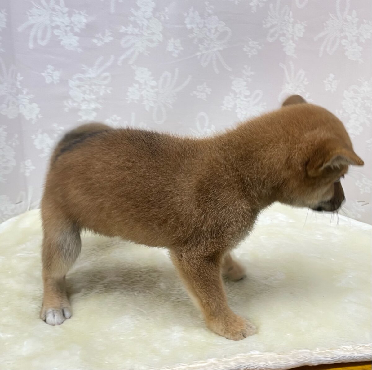 💚しっぽフリフリ💚柴犬(赤)💖女の子💖2026年5月16日生まれ 柴犬