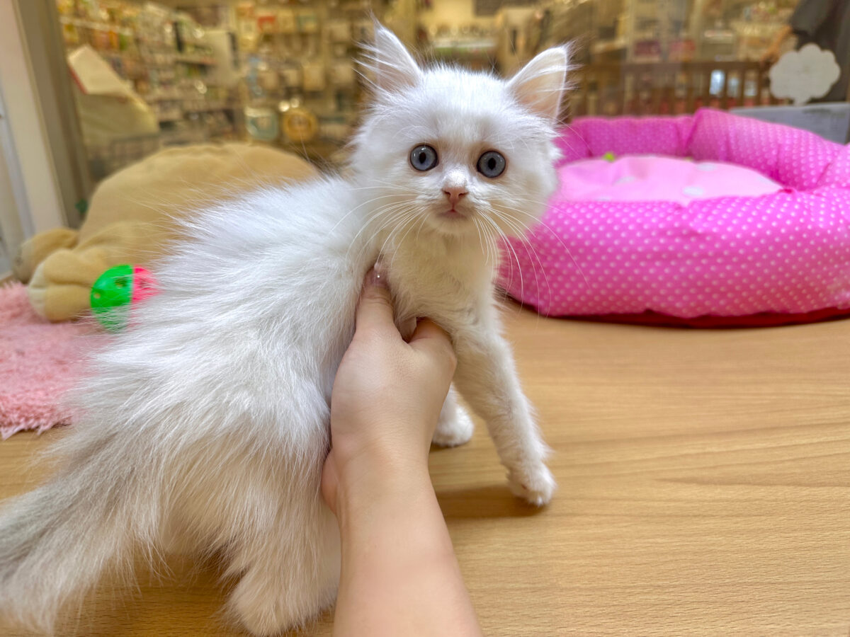 超レア꒰ ୨୧ ꒱ネヴァマスカレード男の子 ネヴァマスカレード