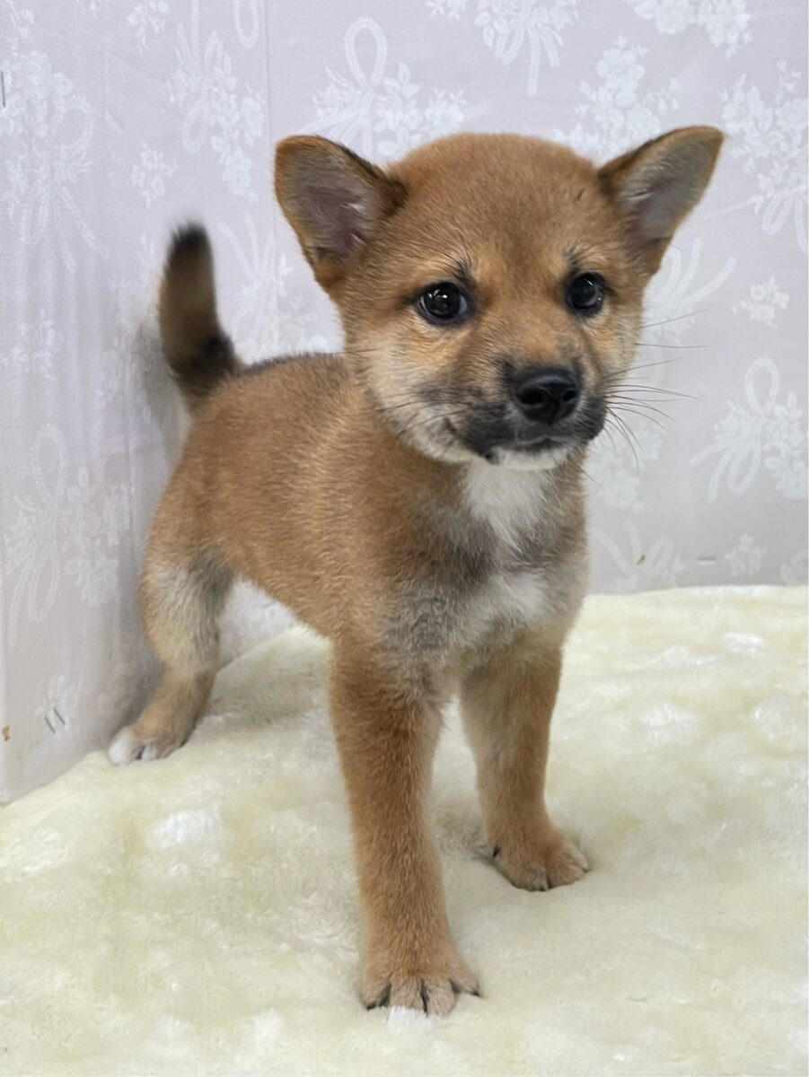 💚しっぽフリフリ💚柴犬(赤)💖女の子💖2026年5月16日生まれ 柴犬