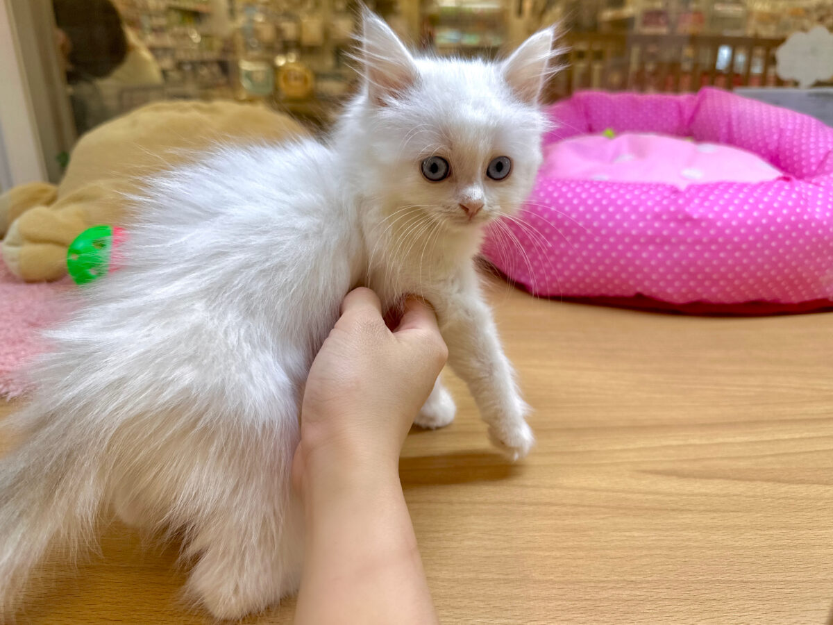 超レア꒰ ୨୧ ꒱ネヴァマスカレード男の子 ネヴァマスカレード