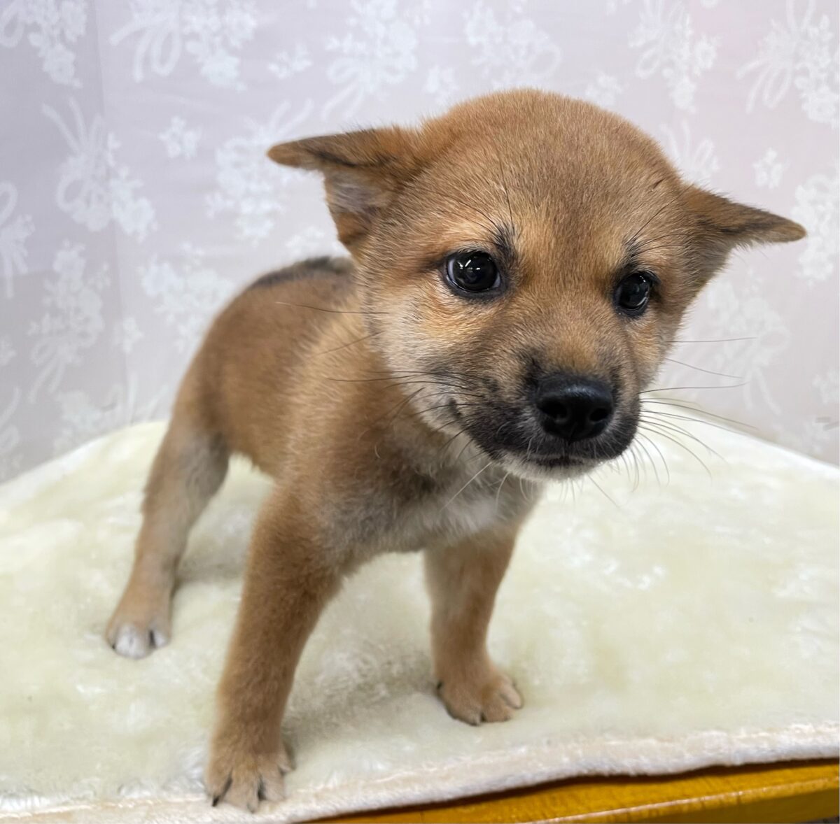 💚しっぽフリフリ💚柴犬(赤)💖女の子💖2026年5月16日生まれ 柴犬