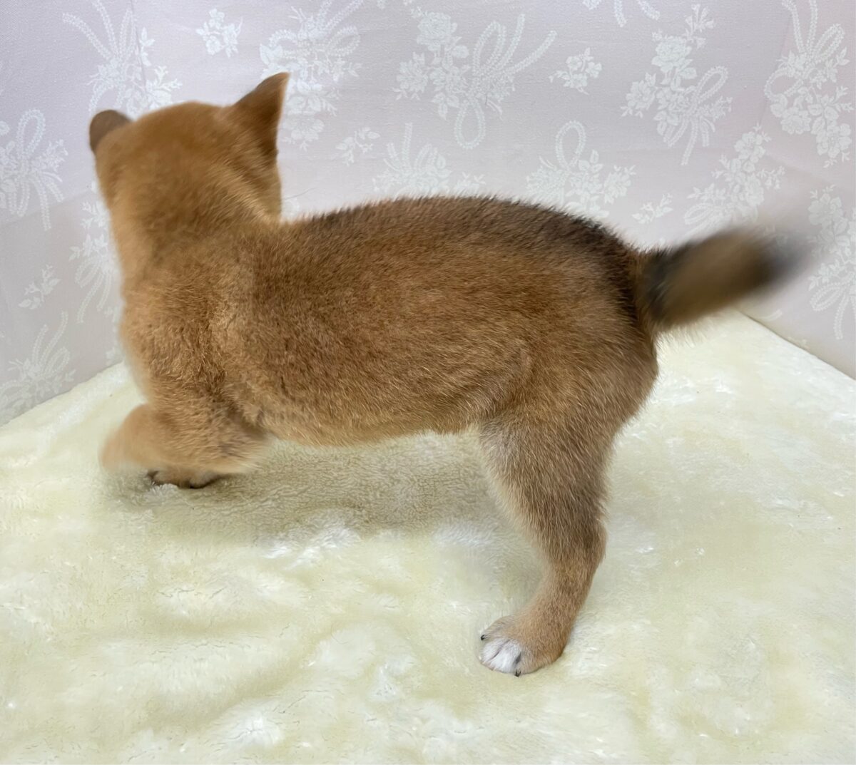 💚しっぽフリフリ💚柴犬(赤)💖女の子💖2026年5月16日生まれ 柴犬
