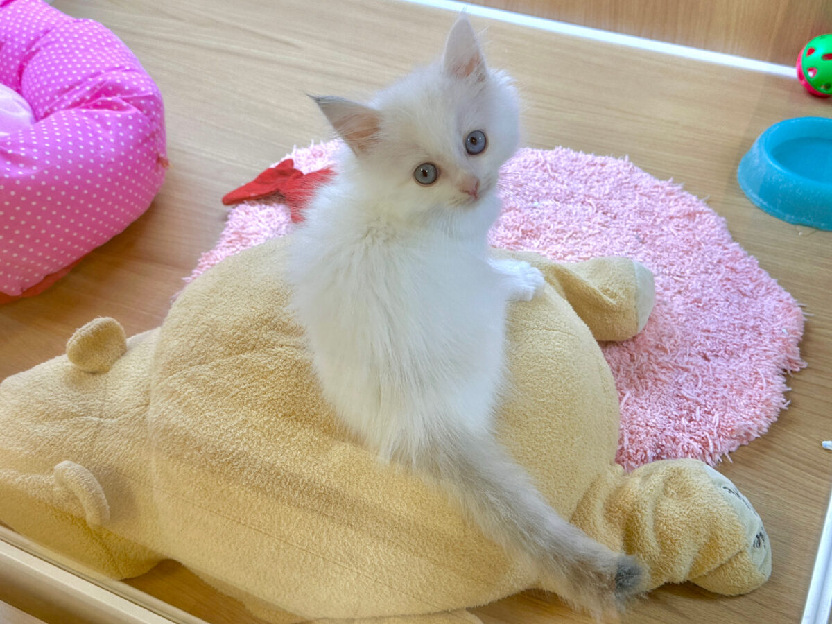 超レア꒰ ୨୧ ꒱ネヴァマスカレード男の子 ネヴァマスカレード