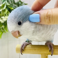 最新画像有ります⭐️メロメロ天使💕優しさ溢れるブルーのオキナインコやって来ました🩵