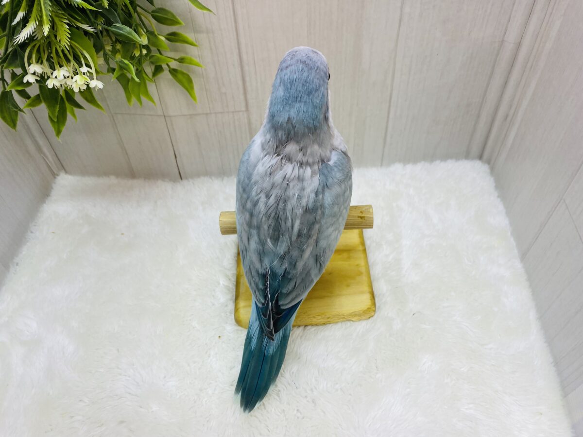 最新画像有ります⭐️メロメロ天使💕優しさ溢れるブルーのオキナインコやって来ました🩵 オキナインコ