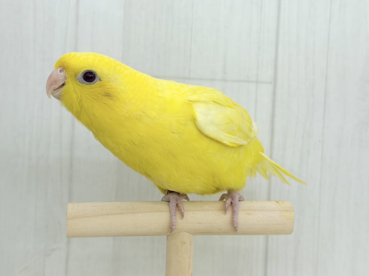 動画&画像更新✨ビタミンカラーで明るく🔆サザナミインコのルチノー💛 サザナミインコ