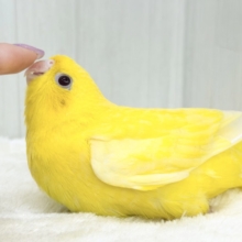 動画＆画像更新✨ビタミンカラーで明るく🔆サザナミインコのルチノー💛