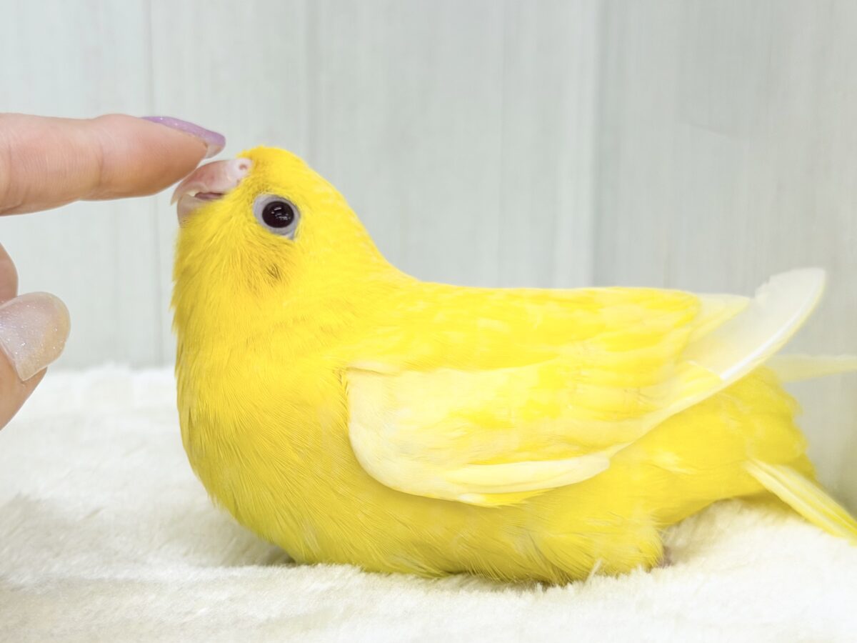 動画&画像更新✨ビタミンカラーで明るく🔆サザナミインコのルチノー💛 サザナミインコ