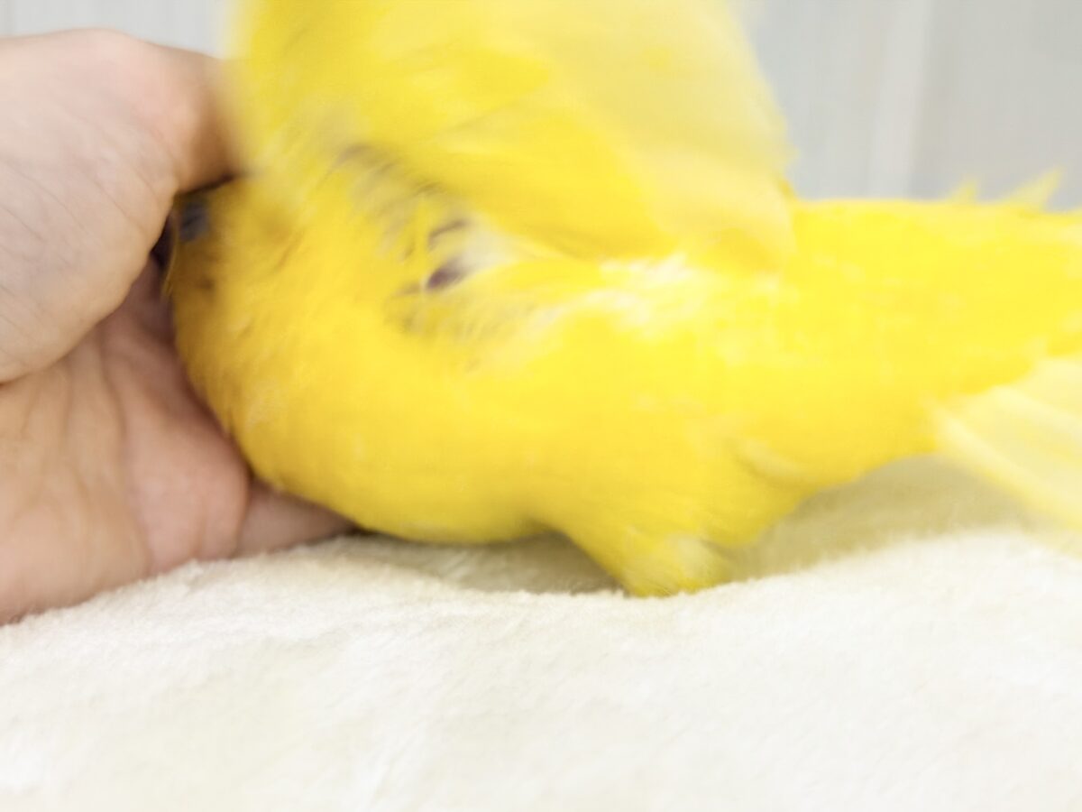 動画&画像更新✨ビタミンカラーで明るく🔆サザナミインコのルチノー💛 サザナミインコ