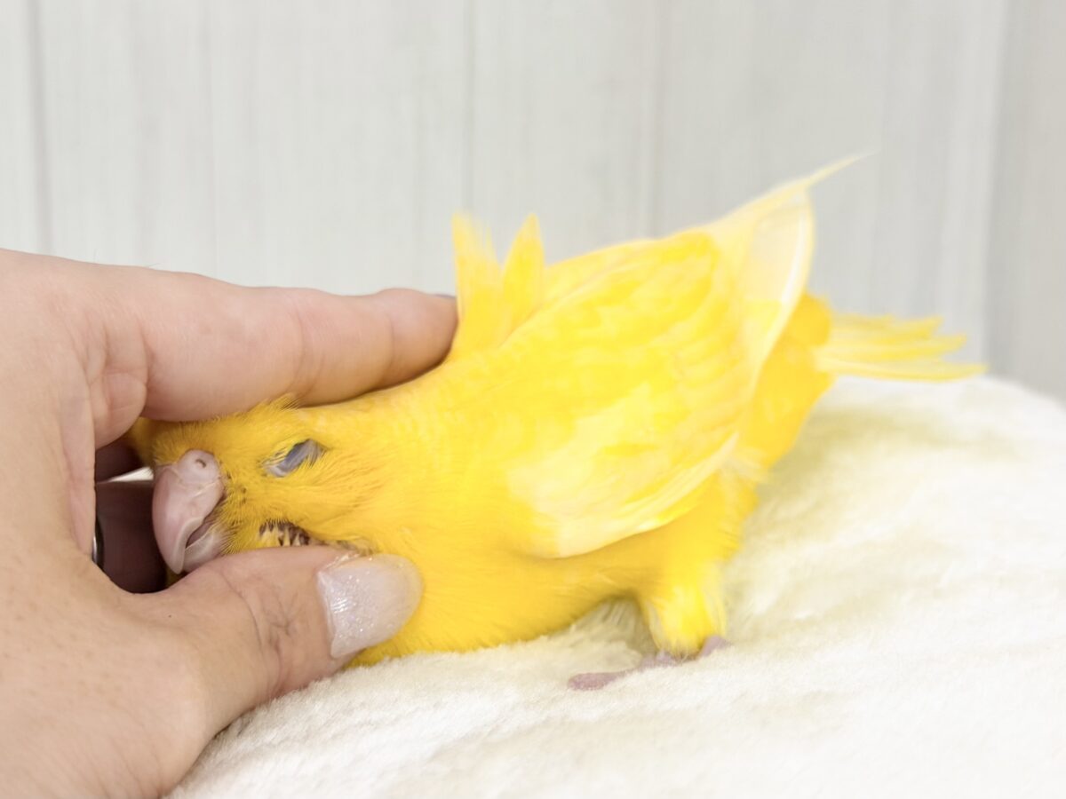 動画&画像更新✨ビタミンカラーで明るく🔆サザナミインコのルチノー💛 サザナミインコ