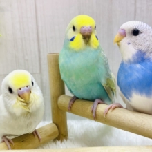 最新画像更新✨💛あわ〜いセキセイインコ好きは集合ですよ〜🫧