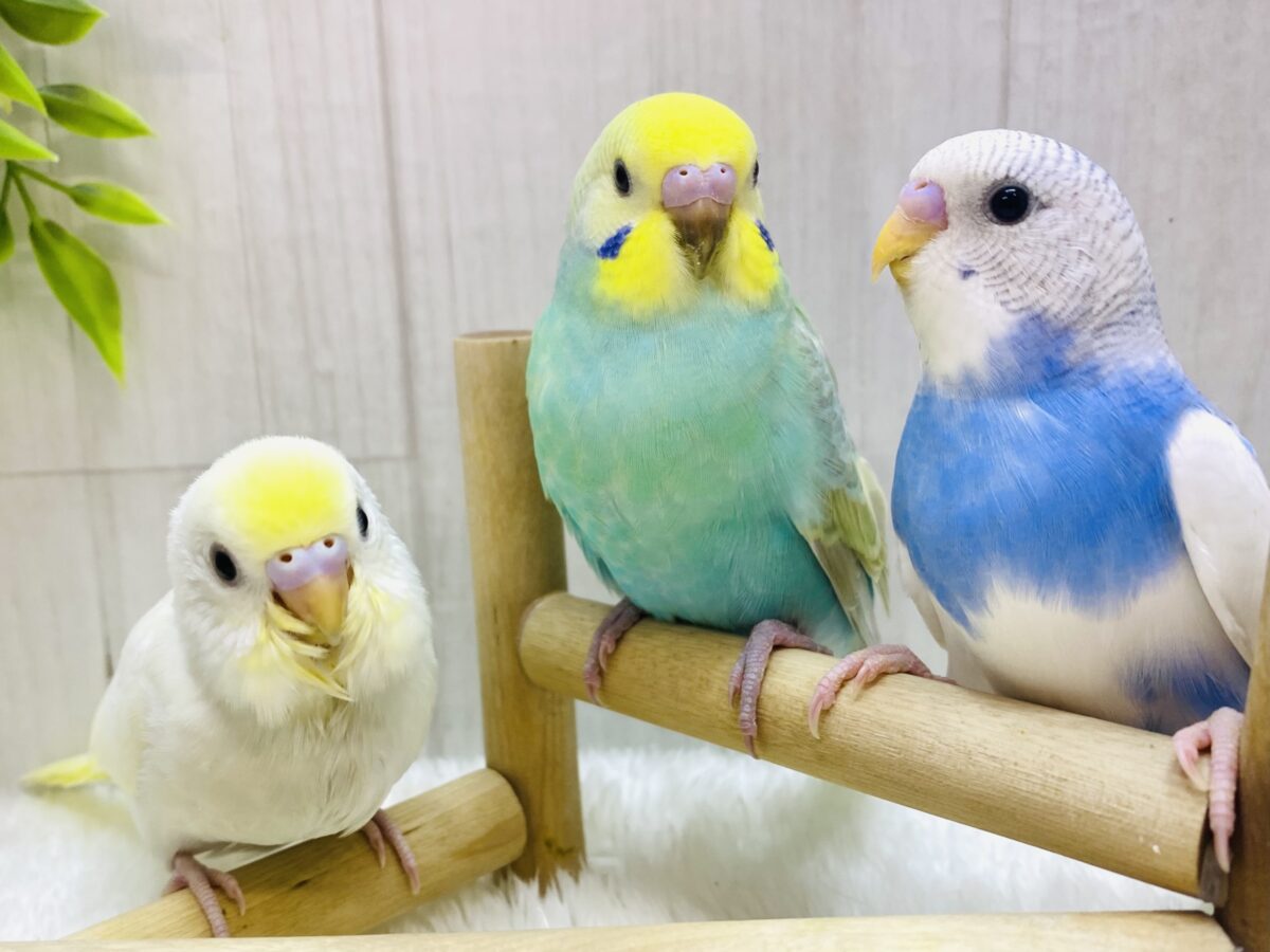 最新画像更新✨💛あわ〜いセキセイインコ好きは集合ですよ〜🫧