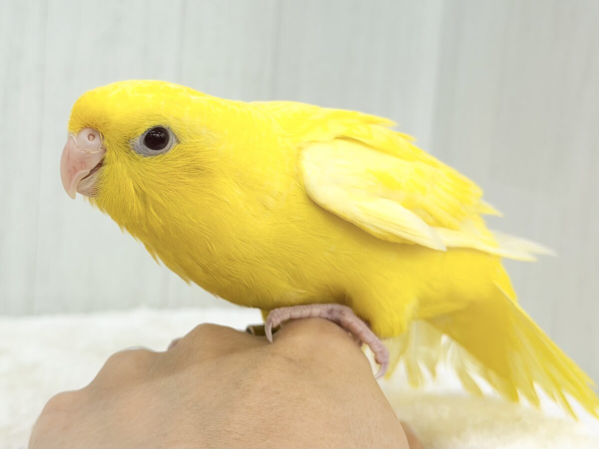 動画&画像更新✨ビタミンカラーで明るく🔆サザナミインコのルチノー💛 サザナミインコ