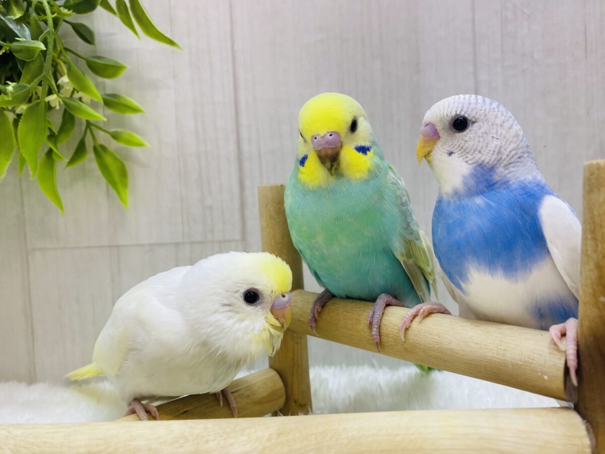 セキセイインコ