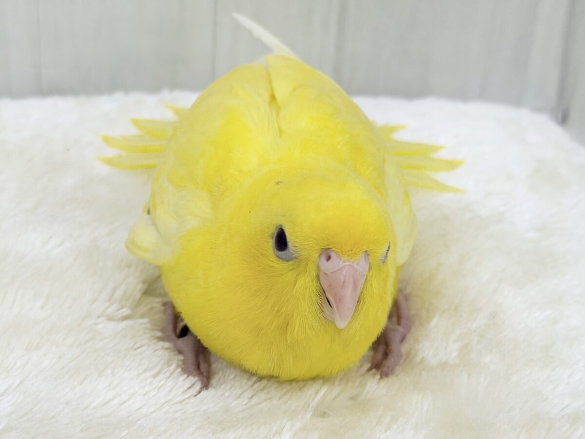 サザナミインコ