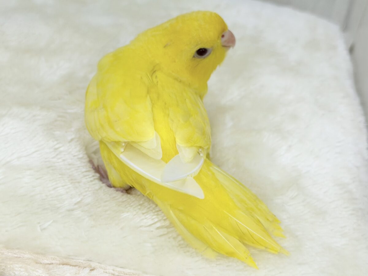 動画&画像更新✨ビタミンカラーで明るく🔆サザナミインコのルチノー💛 サザナミインコ