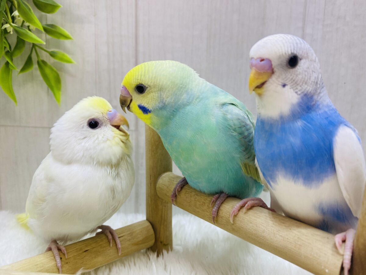 セキセイインコ