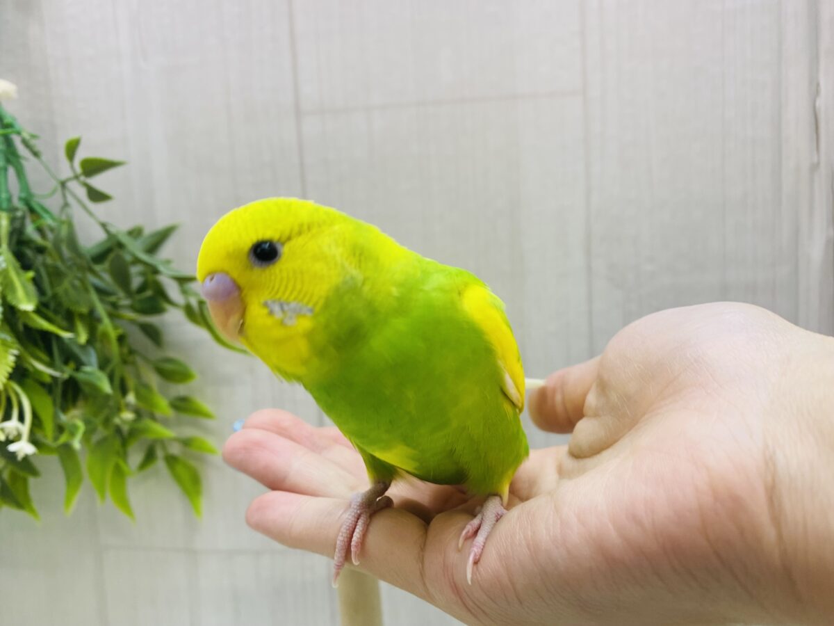 セキセイインコ