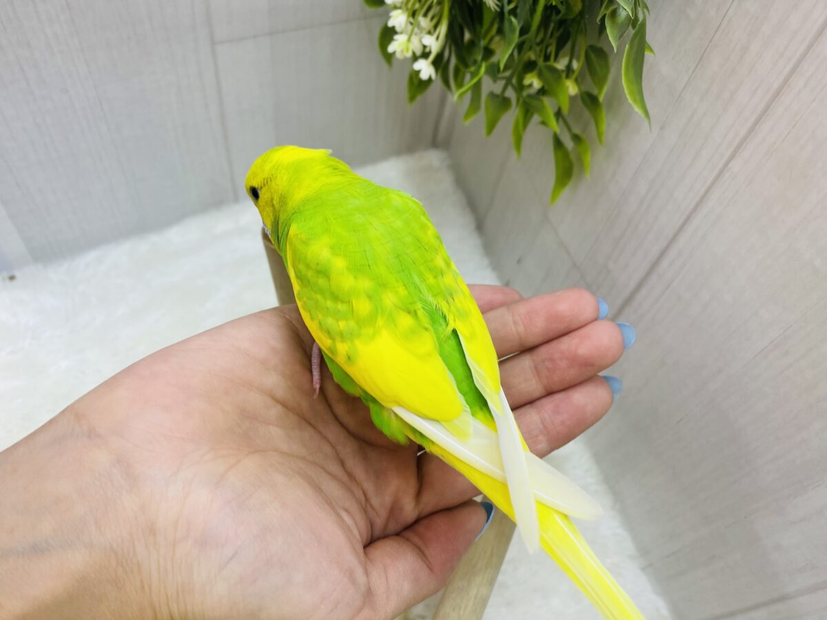 最新画像更新‼️色鮮やか✨✨王道人気👑セキセイインコ☘️ セキセイインコ