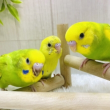 最新画像更新‼️色鮮やか✨✨王道人気👑セキセイインコ☘️