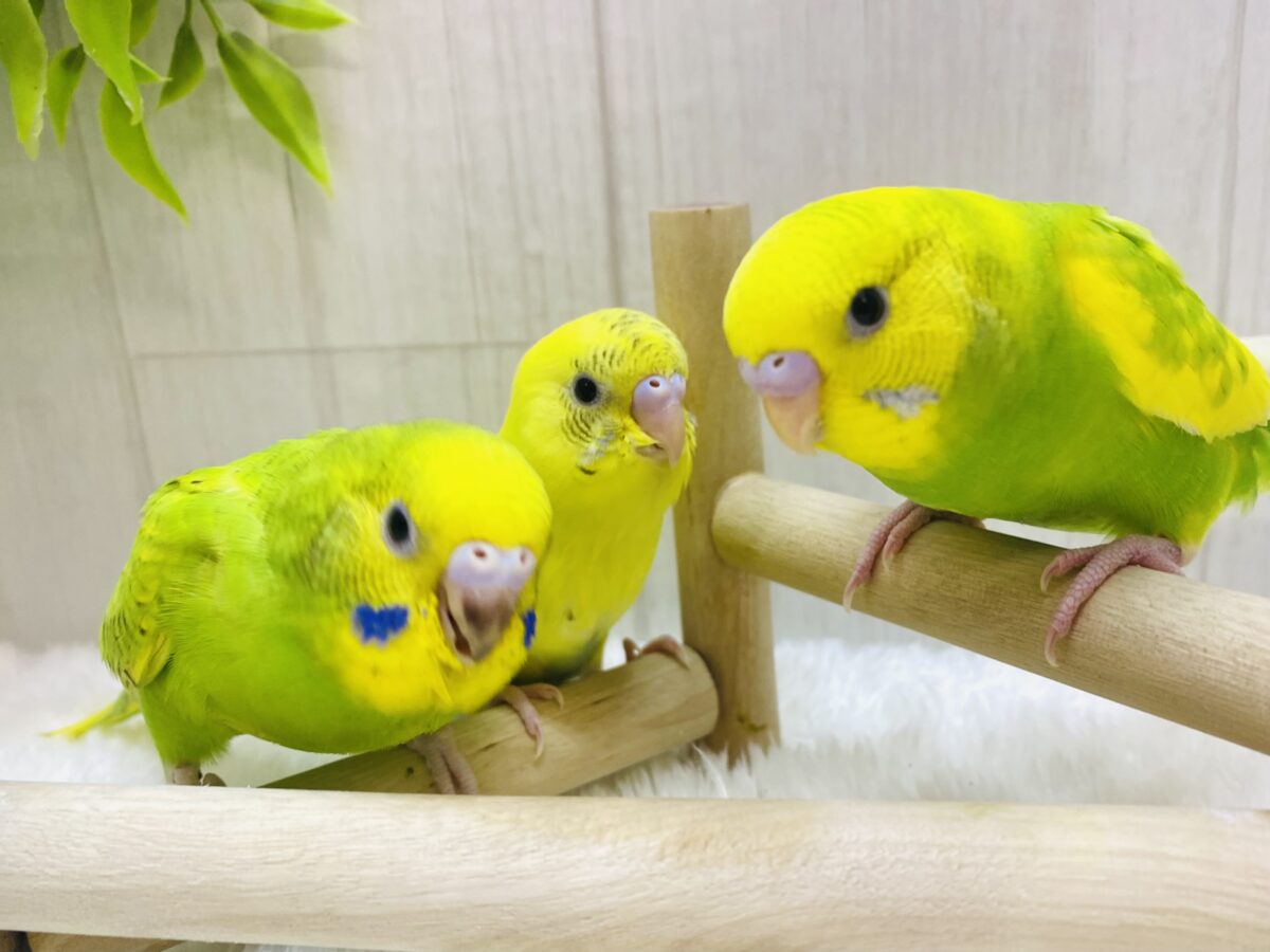 最新画像更新‼️色鮮やか✨✨王道人気👑セキセイインコ☘️