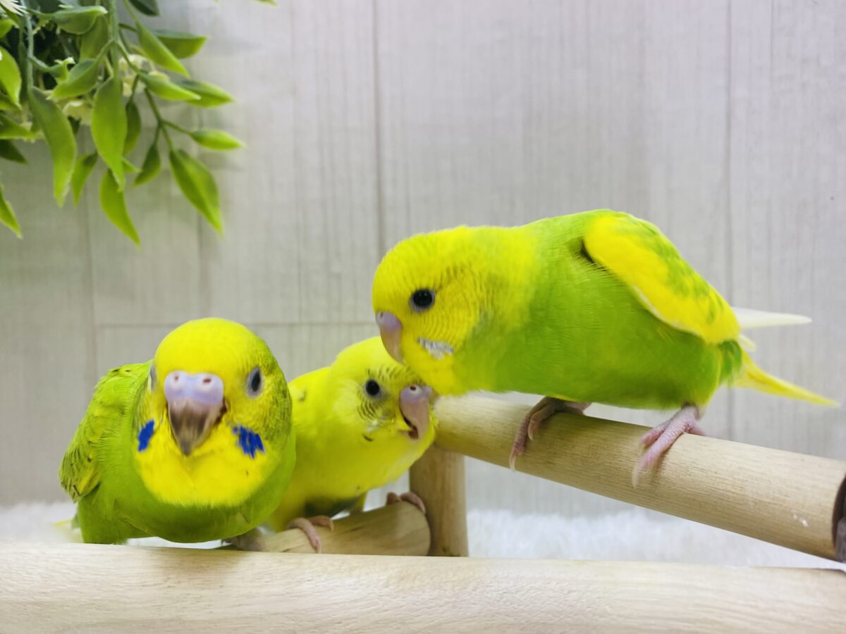 セキセイインコ
