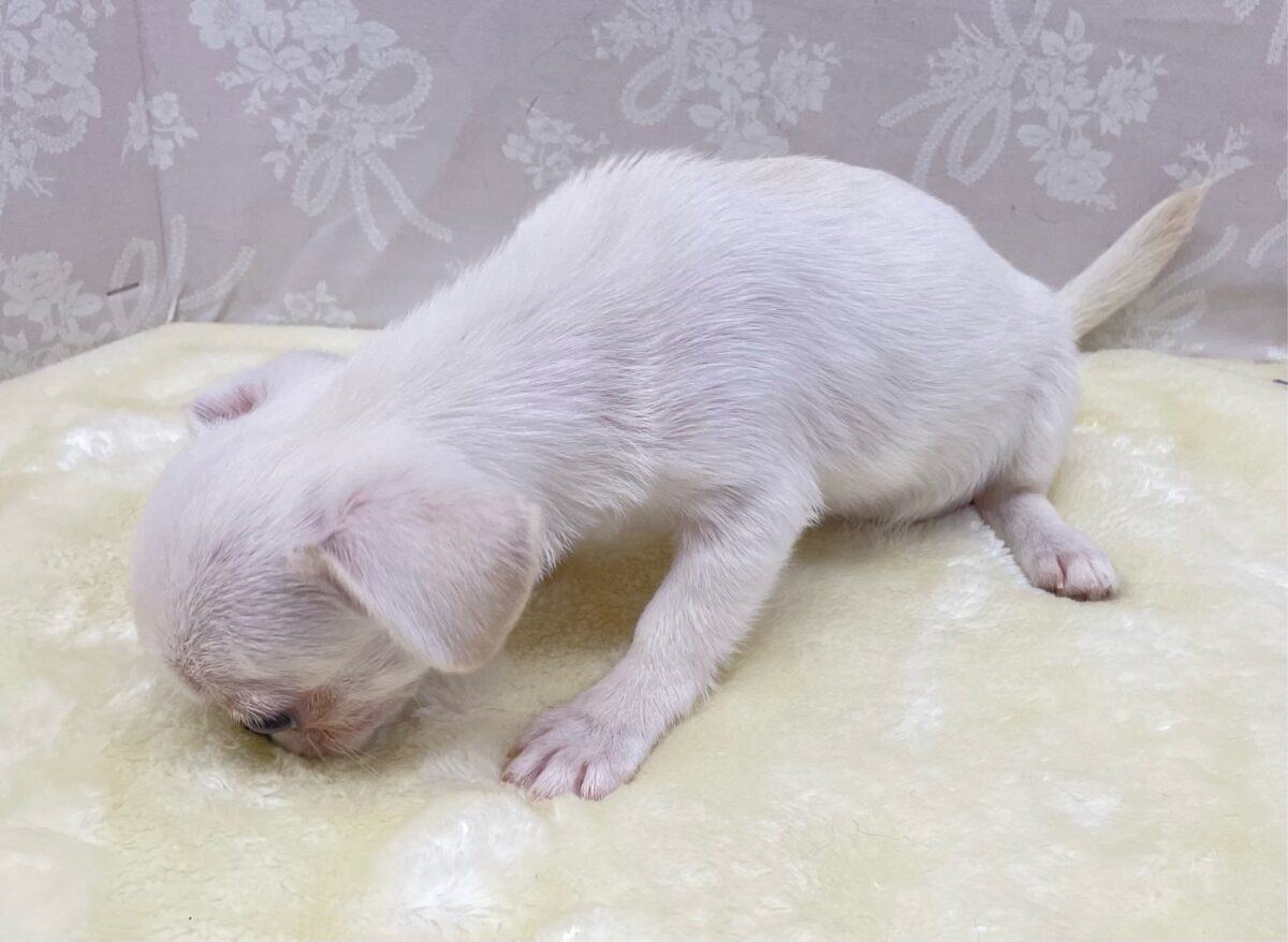 ぺろぺろしちゃう👅ハーフ犬(ペキニーズ×チワワ)(ホワイト)🤍女の子🩷️2026年5月16日生まれ ペキチワ(ペキチー、チワペキ)