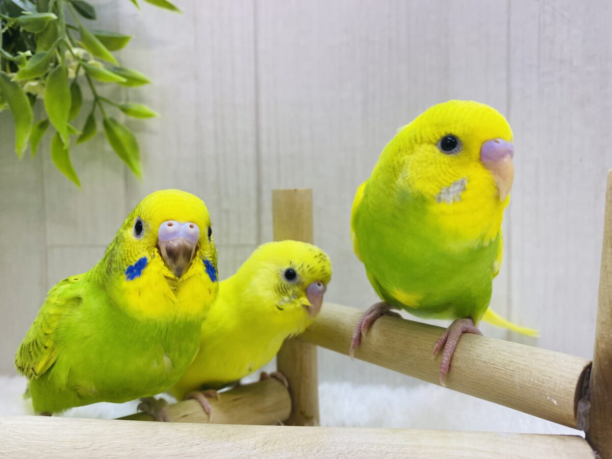 セキセイインコ