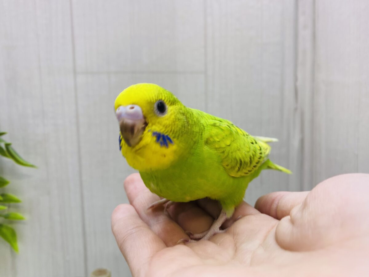 セキセイインコ
