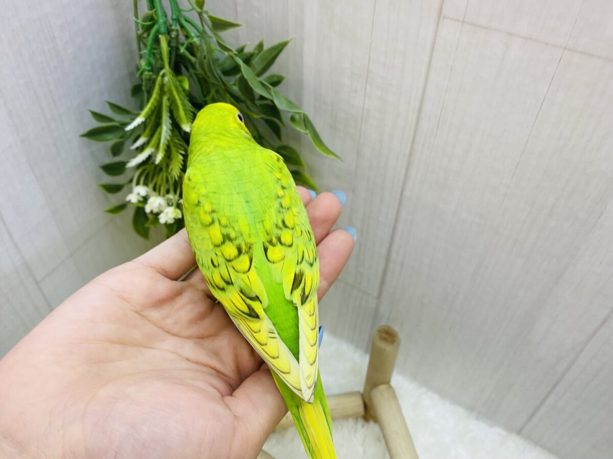 セキセイインコ