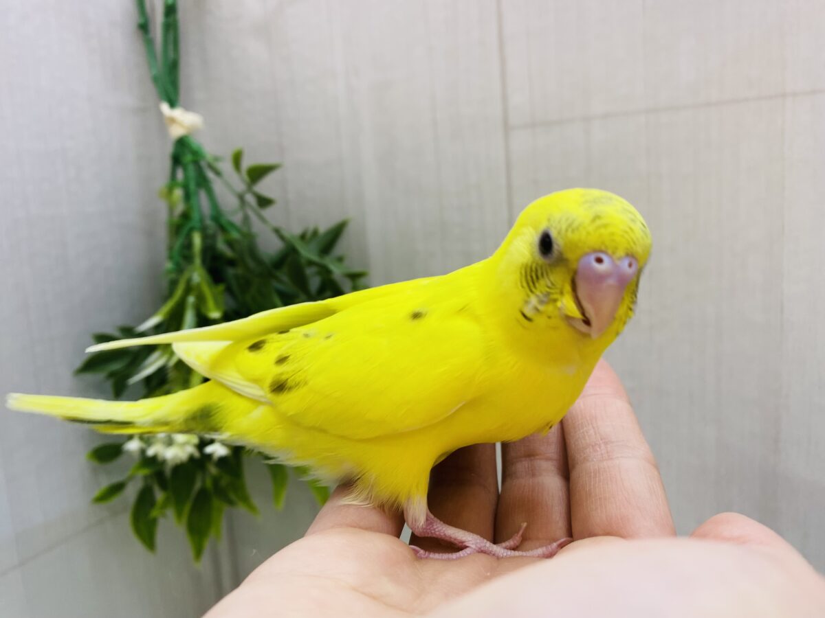 セキセイインコ
