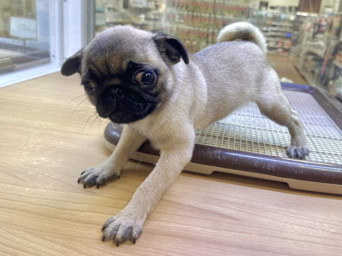 虜になること間違いなし🥺⭐️パグの女の子🐶 パグ