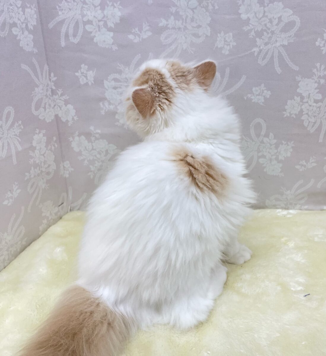 💭ふわふわスコちゃん💭スコティッシュフォールド(クリームタビー&ホワイト)🍨💭女の子❤️2026年4月18日生まれ スコティッシュフォールド