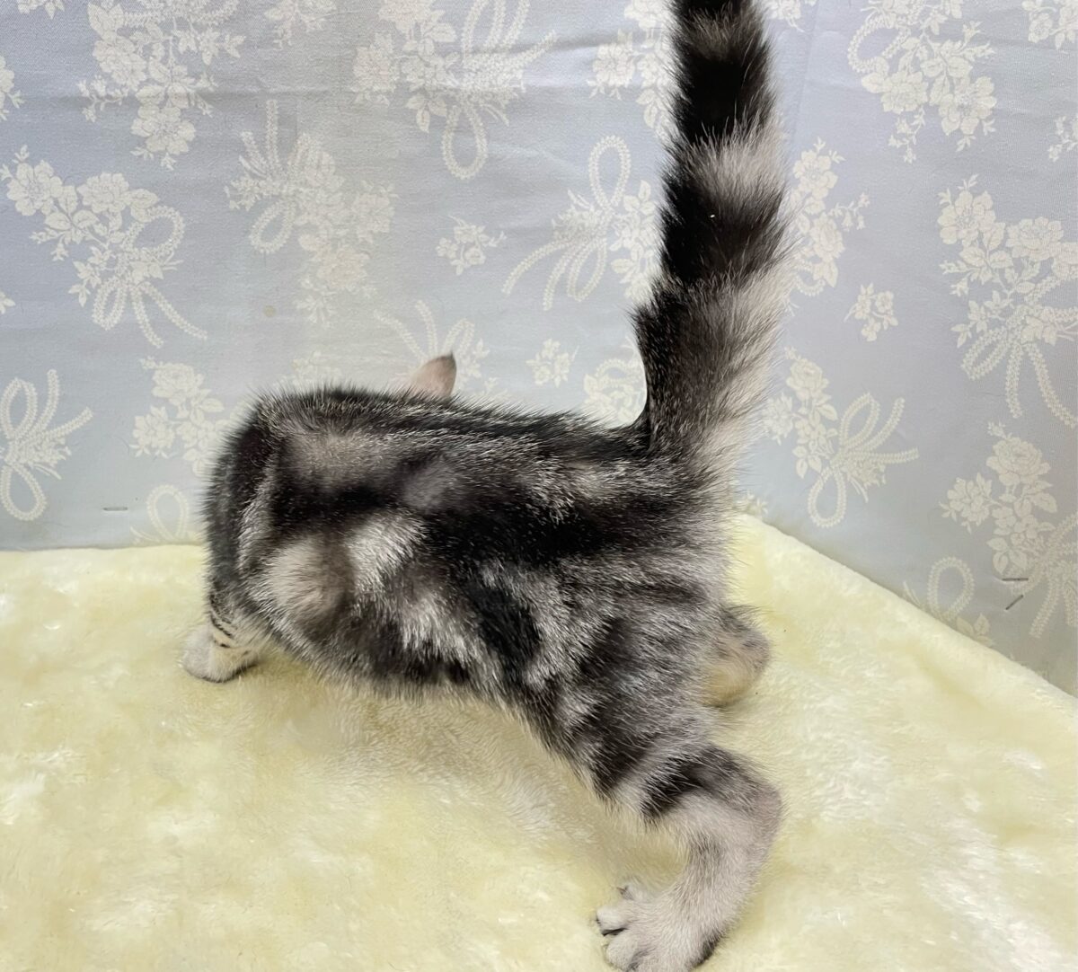 🐾.JUMPだにゃん🐾.*アメリカンショートヘアー(シルバータビー)💙男の子💙2026年5月16日生まれ アメリカンショートヘア