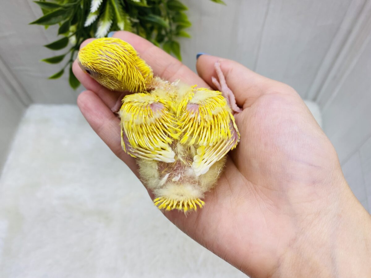 コザクラインコ（小桜インコ）