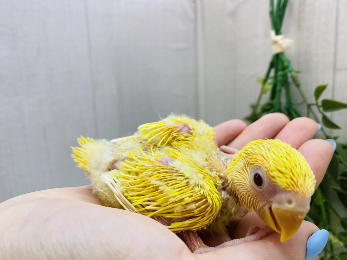 コザクラインコ（小桜インコ）