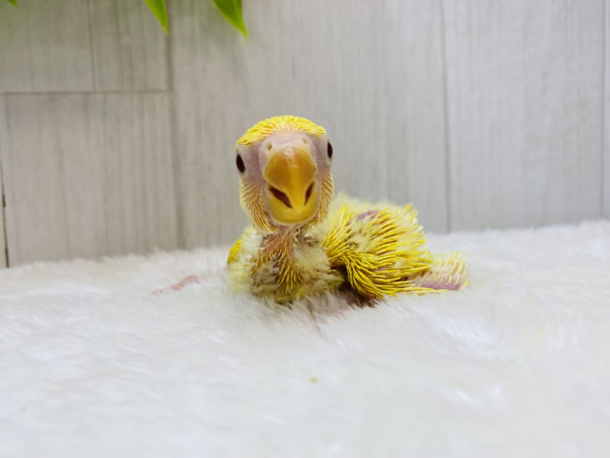 コザクラインコ（小桜インコ）
