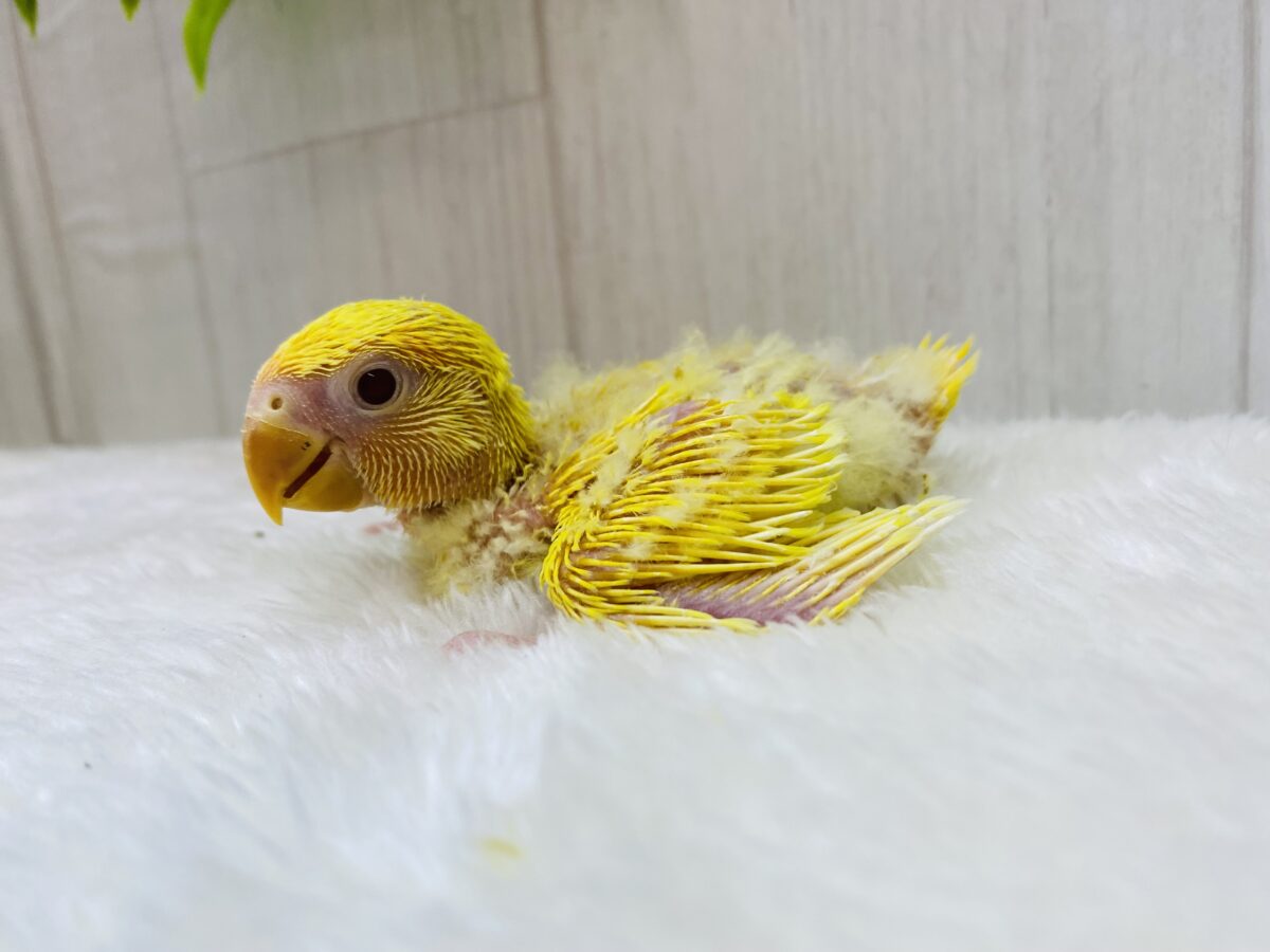コザクラインコ（小桜インコ）
