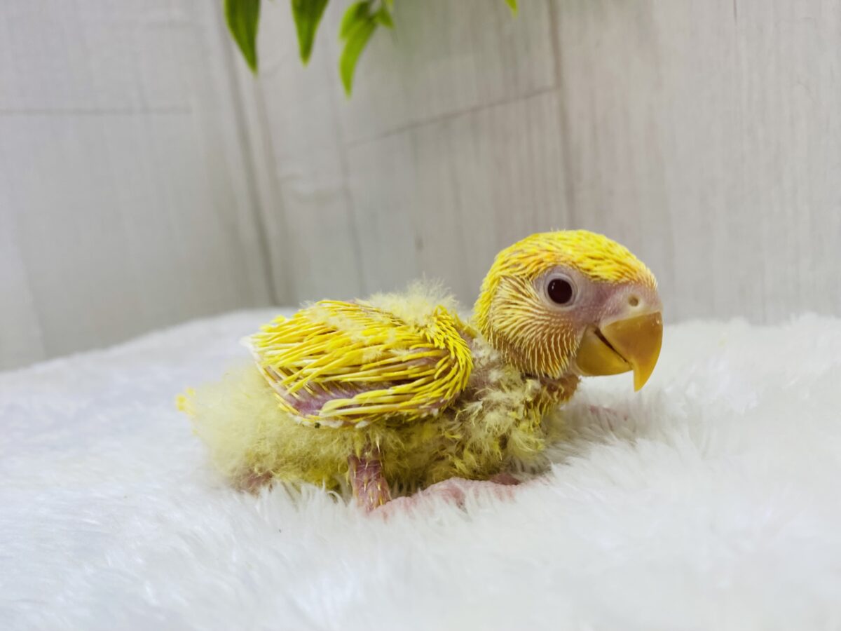 コザクラインコ（小桜インコ）