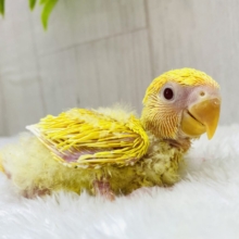 ☀️おひさま色のコザクラインコやって来ました‼️