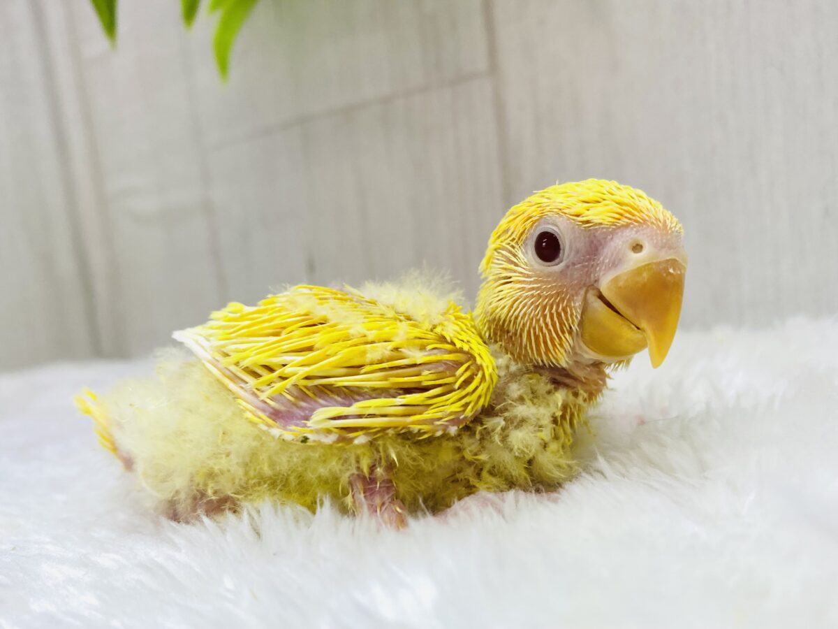 ☀️おひさま色のコザクラインコやって来ました‼️