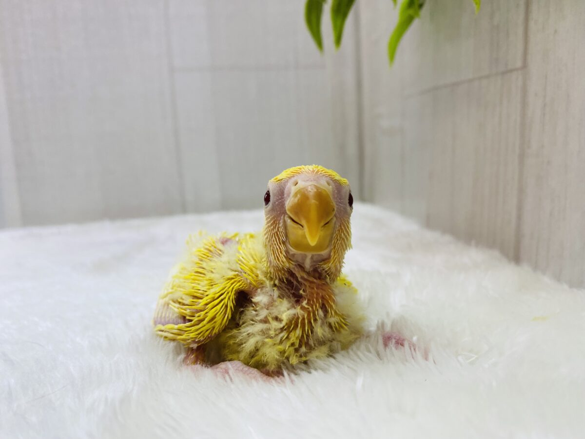 コザクラインコ（小桜インコ）