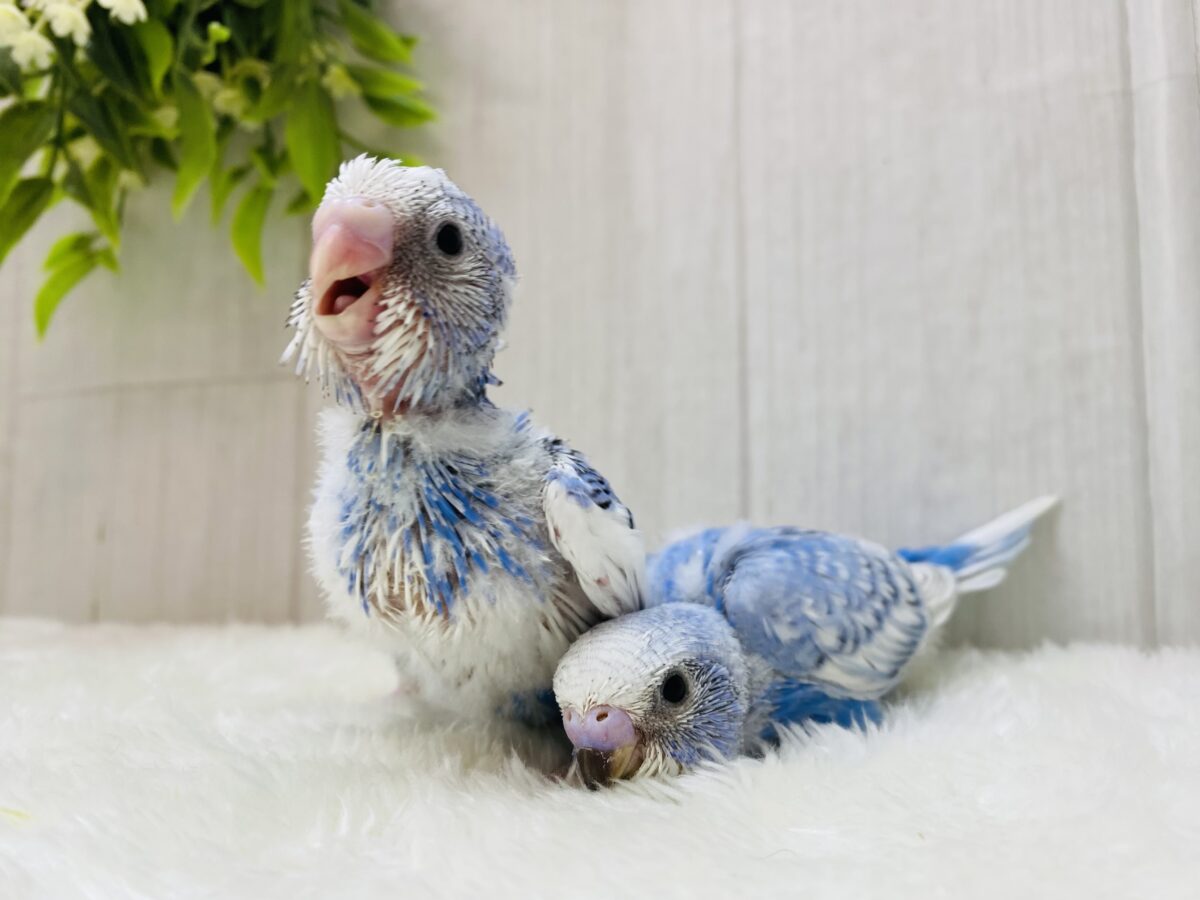 セキセイインコ